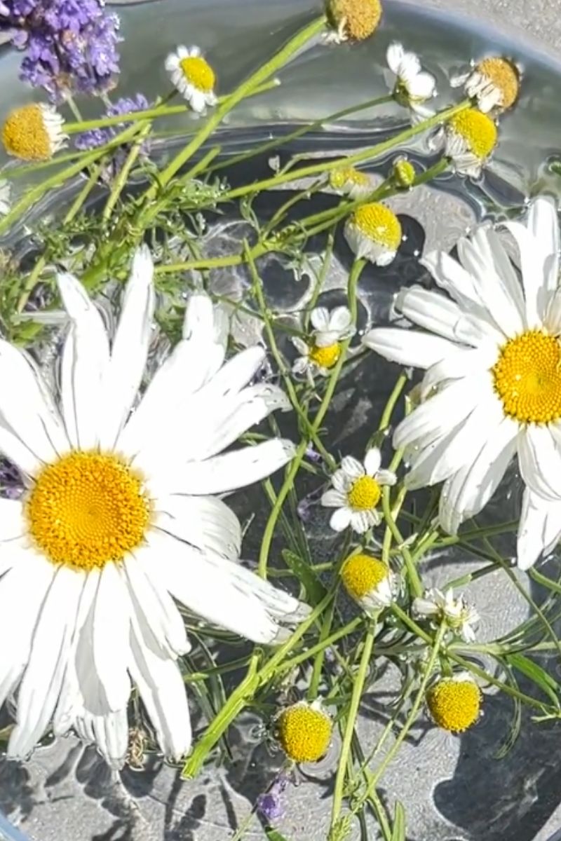 Acqua di San Giovanni: Tradition, Meaning, and Botanical Significance of St. John’s Herbal Water