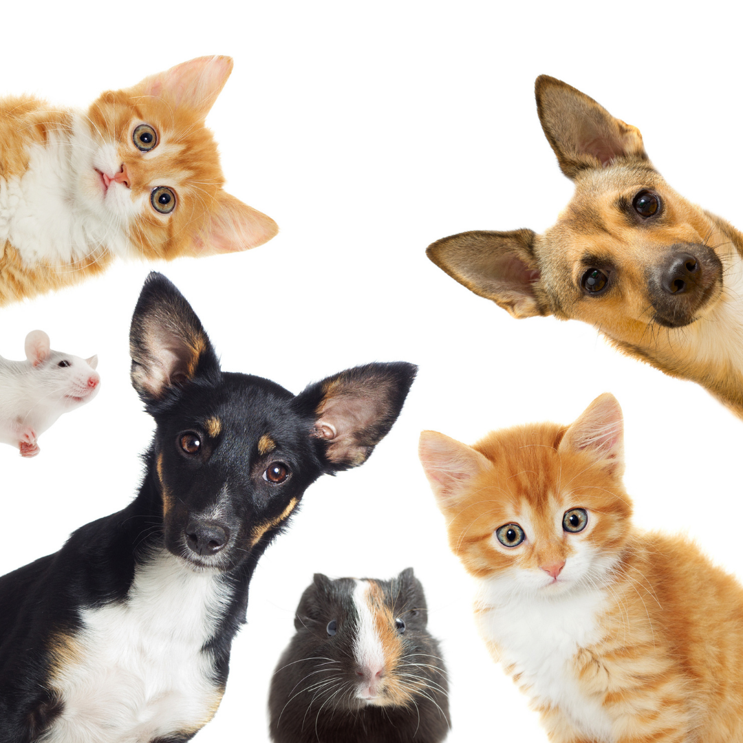 Supporting Our Furry Friends: 10% proceeds of Every Purchase Donated to Animal Shelters